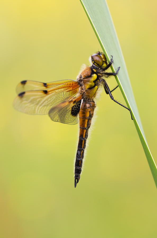 Four Spotted Chaser 7